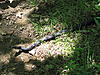 Click image for larger version. 

Name:	126. Another Cool Snake at Stecoah Gap.jpg 
Views:	359 
Size:	715.4 KB 
ID:	18316