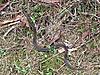Click image for larger version. 

Name:	88. Cool Looking Snake.jpg 
Views:	353 
Size:	785.3 KB 
ID:	18318