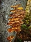 Mushrooms on a tree by kgilby in Views in North Carolina & Tennessee