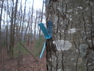 Sign Spitting Tree! Duncan Ridge Trail Nov 2009