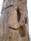 Spooky Tree: Duncan Ridge Trail Nov 2009