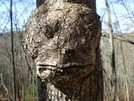 Sign Eating Tree: Duncan Ridge Trail Nov 2009
