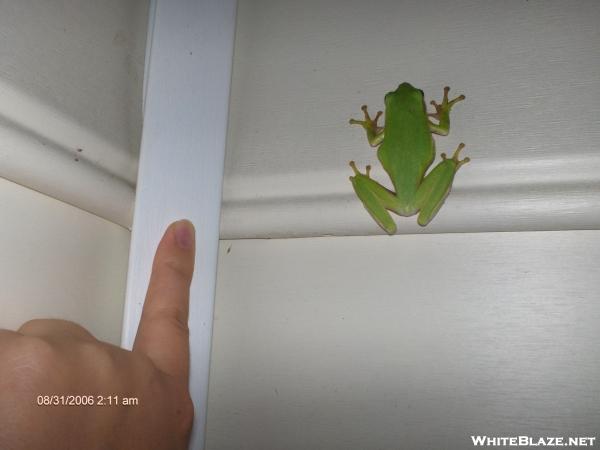 monster sized tree frog