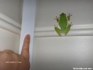 monster sized tree frog