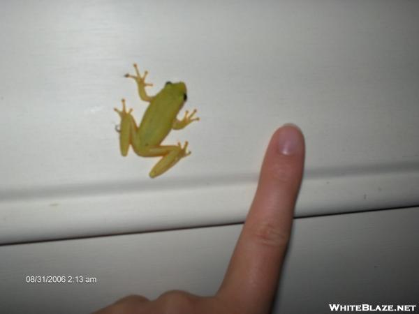 normal sized tree frog