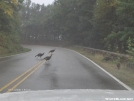 Wild Turkeys on road by Tamarack in Birds