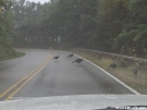 Wild Turkeys on road 2 by Tamarack in Birds