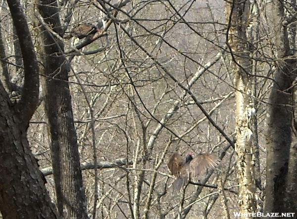 Buzzards On Slaughter Mtn In Geogia