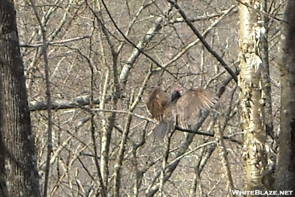 Buzzard