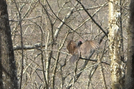 Buzzard by Dances with Mice in Birds