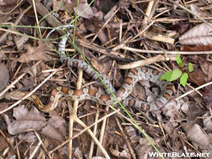 Small Corn Snake