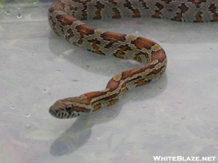 Small Corn Snake