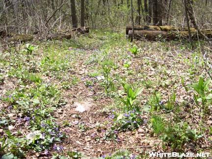 Duncan Ridge Trail - Violet carpet