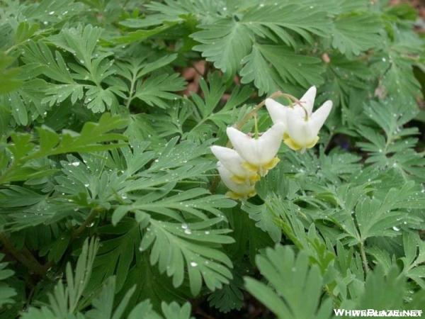 Dutchmans Breeches