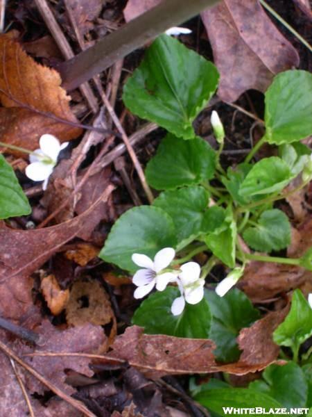 Sweet White Violets