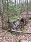 Duncan Ridge Trail - White Oak Stomp spring