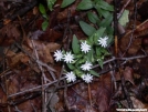 Chickweed by Dances with Mice in Flowers