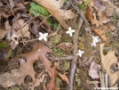 Bluets by Dances with Mice in Flowers