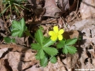 Common Cinquefoil by Dances with Mice in Flowers