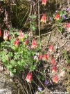 Columbine by Dances with Mice in Flowers