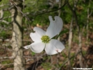 Dogwood by Dances with Mice in Flowers