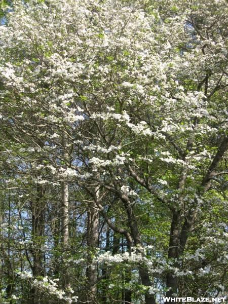 Dogwood Tree