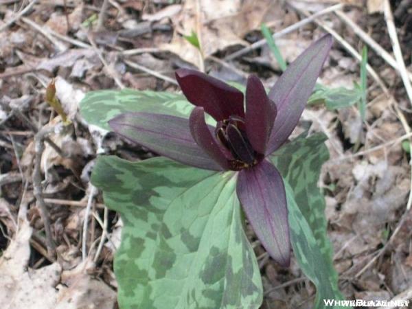 Trillium