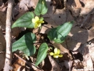 Yellow Violets by Dances with Mice in Flowers