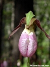 Ladyslipper Orchid by Dances with Mice in Flowers