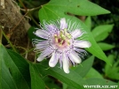 Passionflower by Dances with Mice in Flowers