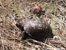 Box Turtle by Dances with Mice in Other