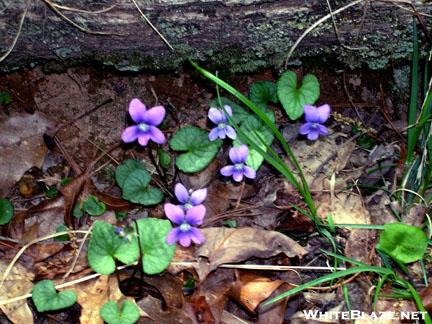 Violets