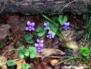 Violets by Dances with Mice in Flowers