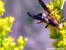Wasp by Dances with Mice in Other