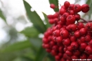 Berries by Boat Drinks in Flowers