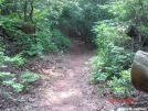 Along the green tunnel by buckowens in Section Hikers