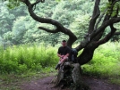 Buck at the tree at Bly Gap