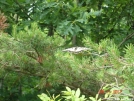 Butterfly on Springer Mountain