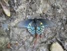 Dead Butterfly by buckowens in Section Hikers