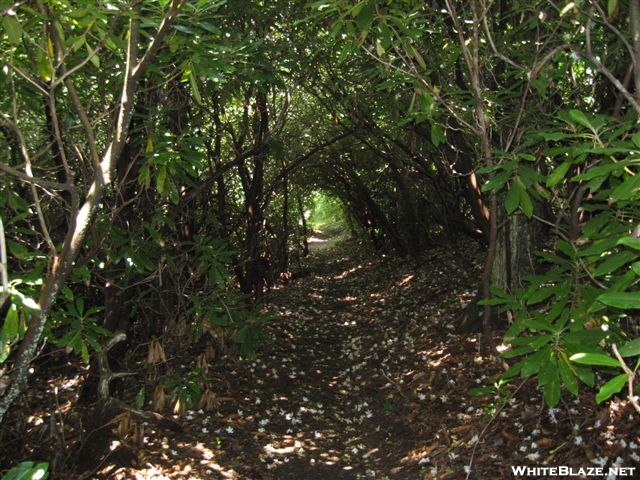 Green Tunnel near Albert Mountain