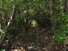 Green Tunnel near Albert Mountain