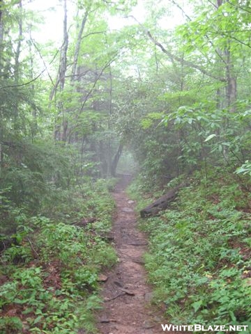 Misty Trail