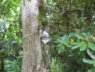 NC Bear Santuary Sign