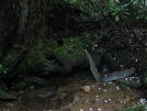 Nice stream by buckowens in Section Hikers