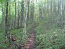 Nice trail by buckowens in Section Hikers