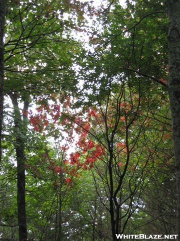 Red Tree 2