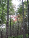 Red Tree by buckowens in Section Hikers
