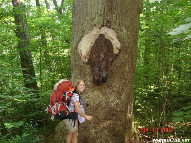 Roo and a big hollow tree