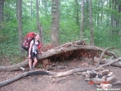 Roo on the Approach Trail at a survival shelter by buckowens in Section Hikers