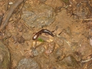 Salamander by buckowens in Section Hikers